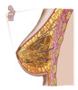 Anatomy of the female breast Poster Print - Item # VARPSTSTK700202H