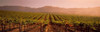 Vineyard in Geyserville  CA Poster Print by Panoramic Images (38 x 12) - Item # PPI31922