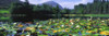 Silent Valley, Mourne Mountains, Ireland; Water Lilies With Mountain In The Background PosterPrint - Item # VARDPI1804265