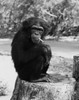 Monkey sitting on a tree stump smoking a cigarette Poster Print - Item # VARSAL2554089