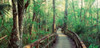 Fakahatchee Strand State Preserve  Florida Poster Print by Panoramic Images (26 x 12) - Item # PPI26542