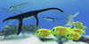 A school of Lemonpeel Angelfish keep a wary eye on three large predatory Plesiosaurus dinosaurs Poster Print - Item # VARPSTCFR200081P