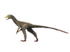 Sinocalliopteryx dinosaur, white background Poster Print