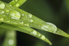 Close up of Day Lily leaves (Hemerocallis fulva); Quebec, Canada PosterPrint - Item # VARDPI12259596
