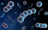 Microscopic view of streptococcus Poster Print