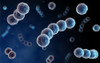 Microscopic view of streptococcus Poster Print - Item # VARPSTSTK700090H