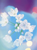 Close up of white flowers with out of focus blue background Poster Print by Panoramic Images (27 x 36) - Item # PPI117893