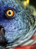 Parrot, Close Up PosterPrint - Item # VARDPI1886201