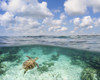 Hawaii, Green Sea Turtle (Chelonia Mydas) An Endangered Species. PosterPrint - Item # VARDPI1975185