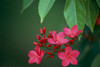 Close-Up Of Deep Dark Pink Blossoms On Tree, Leaves A23F PosterPrint - Item # VARDPI1997406