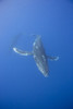 Underwater view of a humpback whale (Megaptera novaeangliae); Maui, Hawaii, United States of America PosterPrint - Item # VARDPI12254703