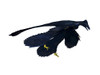 Microraptor dinosaur, white background Poster Print - Item # VARPSTNBT600125P