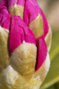 Closeup of rhododendron flower bud, Kodiak, Alaska, spring PosterPrint - Item # VARDPI12288200