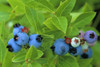 Close Up Of Blueberries PosterPrint - Item # VARDPI2027790
