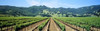 http://c328301.r1.cf1.rackcdn.com/PPI31953S.jpg