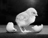 Chick near a broken egg Poster Print - Item # VARSAL25523060