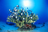 Hawaiian Reef Scene With Antler Coral And Reef Fish, Sunburst In Clear Blue Water PosterPrint - Item # VARDPI2001944