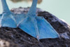 Ecuador, Galapagos Islands, The feet of a blue footed booby (Sula nebouxii excisa). PosterPrint - Item # VARDPI2116885
