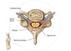 Anatomy of human vertebra Poster Print - Item # VARPSTSTK700241H