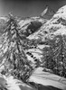 Snow covered trees on a landscape with a mountain peak in the background  Matterhorn  Switzerland Poster Print - Item # VARSAL25547683