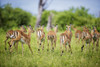 Impala (Aepyceros melampus), Chobe National Park; Kasane, Botswana PosterPrint - Item # VARDPI12281734
