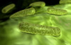Microscopic view of bacteria Poster Print - Item # VARPSTSTK700019H