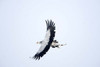 Secretary bird (Sagittarius serpentarius) in flight  Samburu National Park  Rift Valley Province  Kenya Poster Print by Panoramic Images (24 x 16) - Item # PPI119514