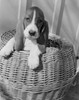 Bassett Hound pup portrait Poster Print - Item # VARSAL255423751