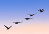 Flock Of Geese PosterPrint - Item # VARDPI1769996