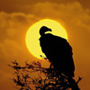 Silhouette of a vulture perching on a branch  Masai Mara National Reserve  Kenya Poster Print by Panoramic Images (24 x 24) - Item # PPI95966
