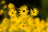 Black-eyed susans in bloom, Atlanta Botanical Garden, Atlanta, Fulton County, Georgia, USA Poster Print - Item # VARPPI169636