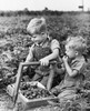 Two boys picking strawberries in a field Poster Print - Item # VARSAL25516319