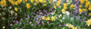 Wild Flowers Poster Print by Panoramic Images (38 x 12) - Item # PPI45393
