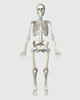 Front view of human skeletal system Poster Print - Item # VARPSTSTK701152H
