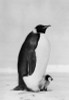 Emperor Penguin with its chick on snow Poster Print - Item # VARSAL9901406