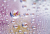 Close up of water droplets with flower reflected in centers Poster Print by Panoramic Images (24 x 17) - Item # PPI117908