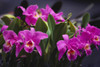 Hawaii, Cluster Of Pink Cattleya Orchids. PosterPrint - Item # VARDPI1992762