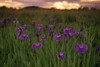 Wild Iris Blooms On Palmer Hayflats @ Sunset Sc Ak Summer Mat-Su Valley PosterPrint - Item # VARDPI2141060
