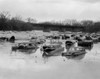 USA  New York  Binghamton  Old cars in the river Poster Print - Item # VARSAL255420669
