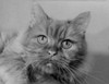 Portrait of cat Poster Print - Item # VARSAL255423411
