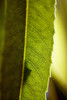 Close-Up Of Green Leaf, Detail Of Veins. PosterPrint - Item # VARDPI1976347