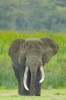Close-up of an African elephant in a field  Ngorongoro Crater  Arusha Region  Tanzania (Loxodonta Africana) Poster Print by Panoramic Images (16 x 24) - Item # PPI95808