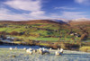 Sperrin Mountains, County Tyrone, Ireland, Sheep PosterPrint - Item # VARDPI1810667