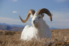 A Dall Sheep Ram Lies On A High Mountain Meadow In Denali National Park And Preserve, Interior Alaska, Autumn PosterPrint - Item # VARDPI2150126