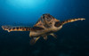 The hawksbill sea turtle, Bonaire, Caribbean Netherlands Poster Print - Item # VARPSTTMO400082U