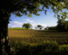 Ploughed Field, Potato Field, Ireland PosterPrint