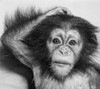 Close-up of a young chimpanzee Poster Print - Item # VARSAL9901540