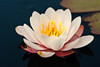 http://c328301.r1.cf1.rackcdn.com/PPI142434.jpg