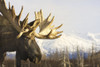 Captive Close Up Profile Of An Adult Moose At The Alaska Wildlife Conservation Center, Southcentral Alaska PosterPrint - Item # VARDPI2171801