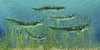 Orthacanthus was a freshwater shark that thrived in the Devonian Period Poster Print - Item # VARPSTCFR200244P